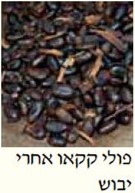 בתמונה: פולי קקאו